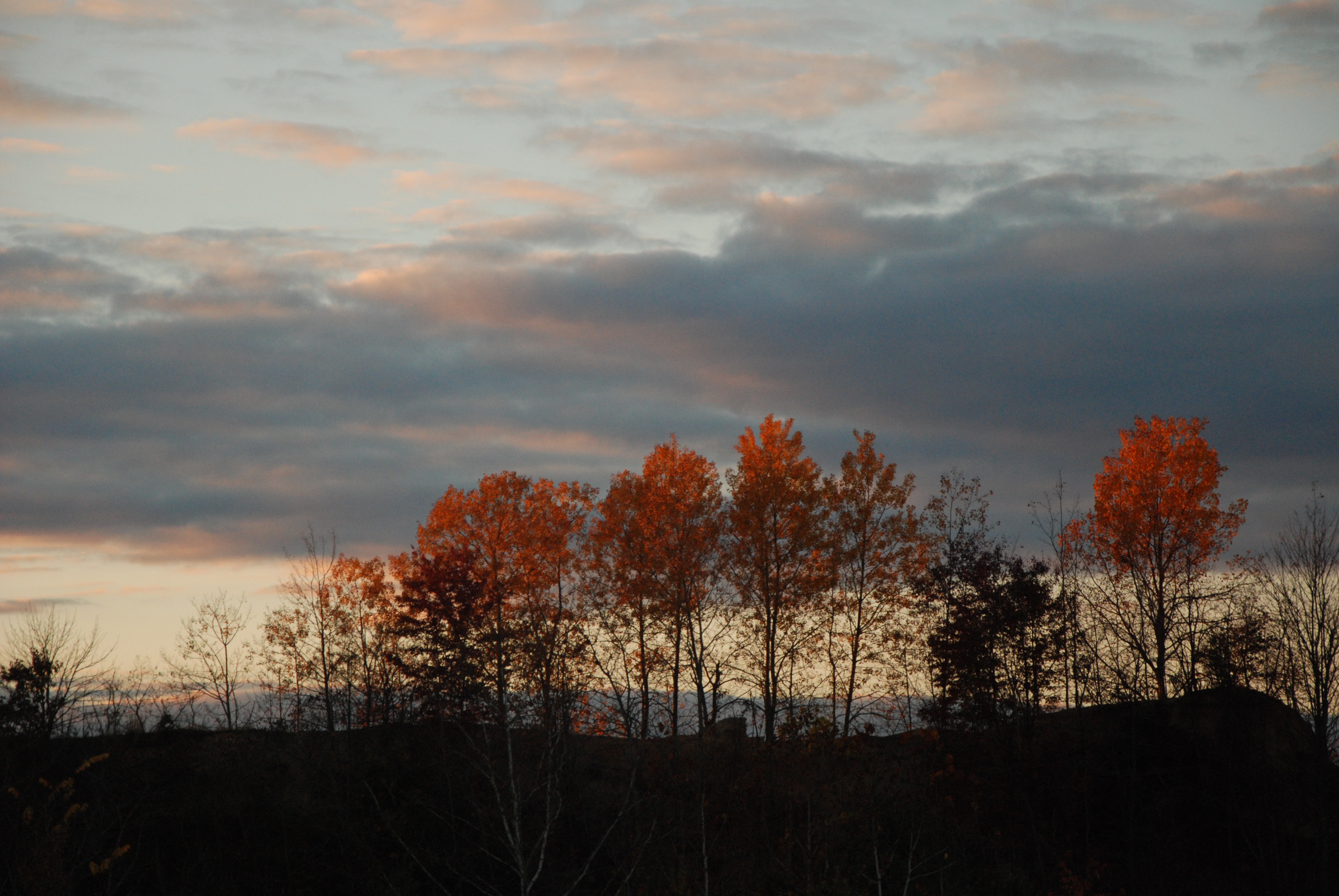 Autumn Fires | Wisteria