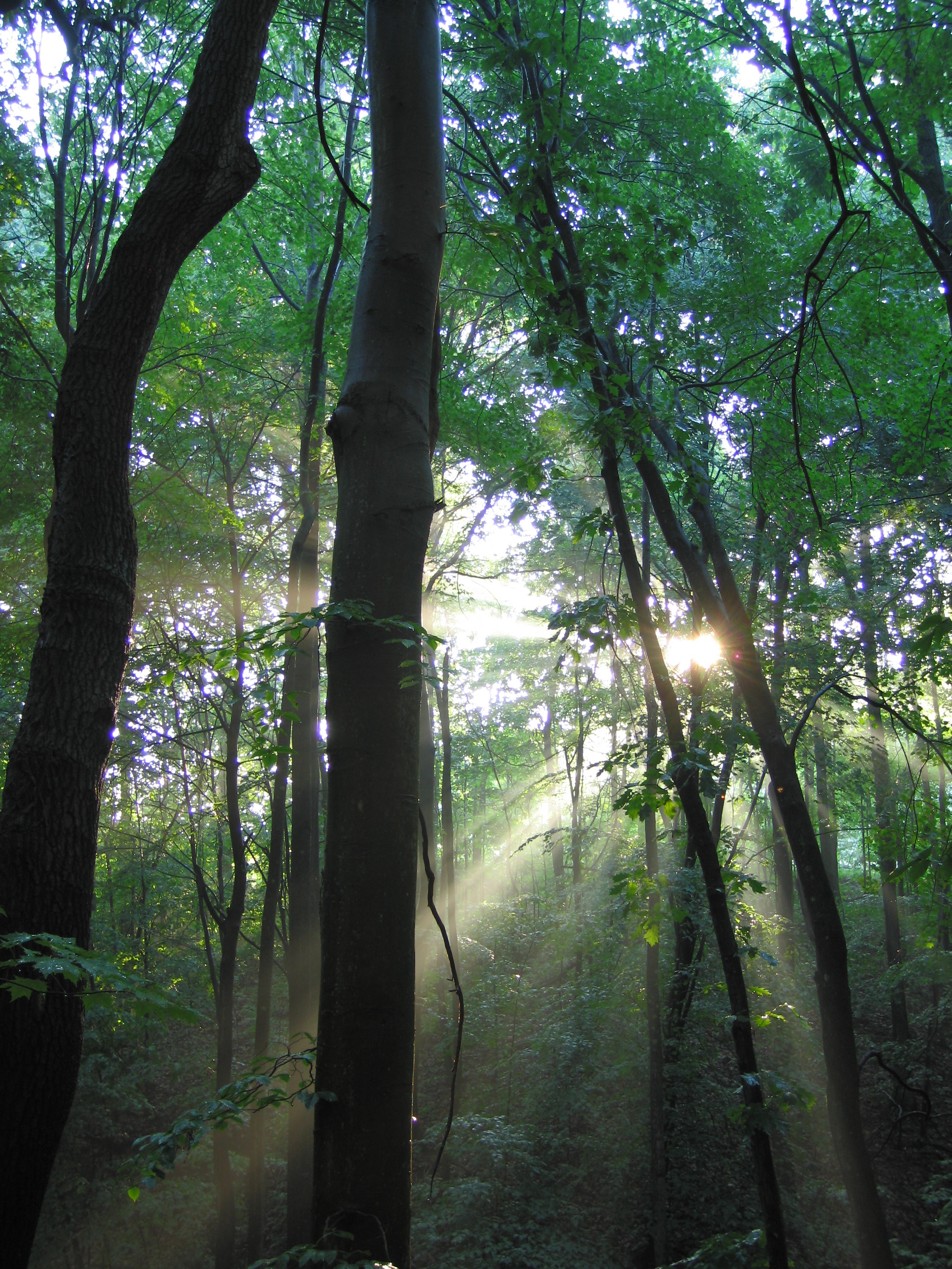 Summer Solstice Wisteria
